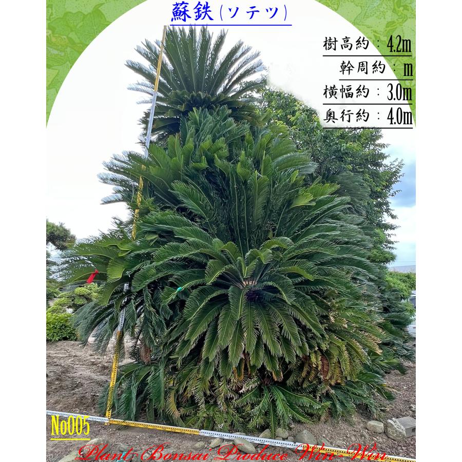 2026年 New Release 美景美観 蘇鉄(ソテツ)の大株(MT) No5 (1本株