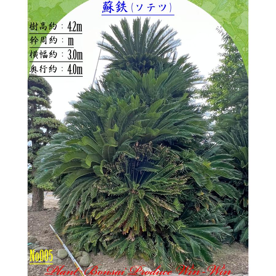 2026年 New Release 美景美観 蘇鉄(ソテツ)の大株(MT) No5 (1本株