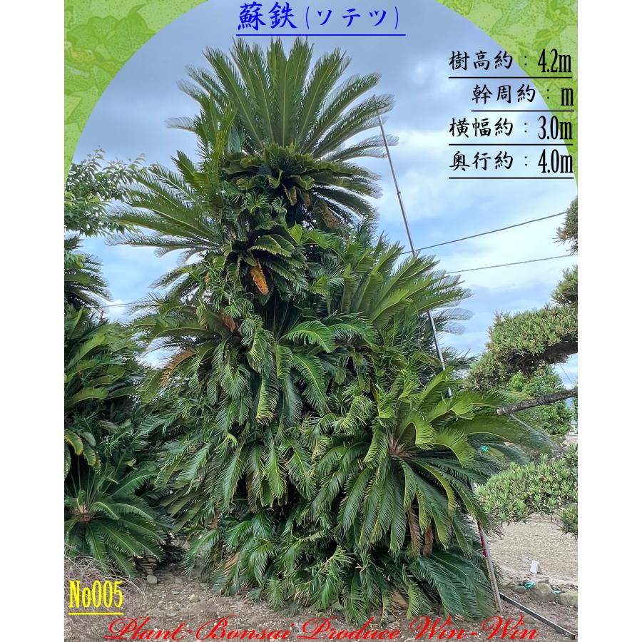 2026年 New Release 美景美観 蘇鉄(ソテツ)の大株(MT) No5 (1本株