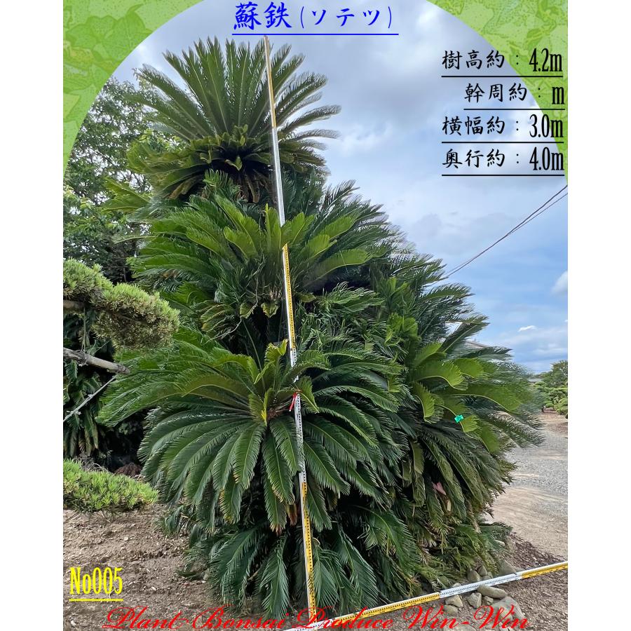 2026年 New Release 美景美観 蘇鉄(ソテツ)の大株(MT) No5 (1本株