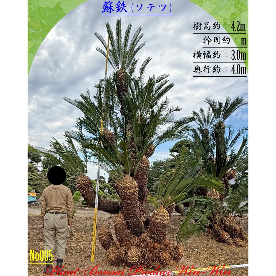 2026年 New Release 美景美観 蘇鉄(ソテツ)の大株(MT) No5 (1本株