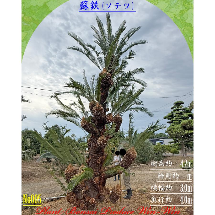 2026年 New Release 美景美観 蘇鉄(ソテツ)の大株(MT) No5 (1本株