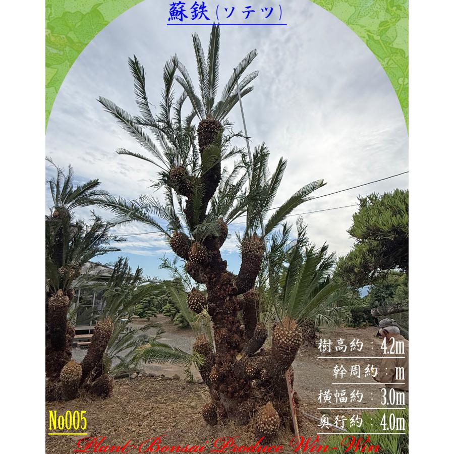 2026年 New Release 美景美観 蘇鉄(ソテツ)の大株(MT) No5 (1本株