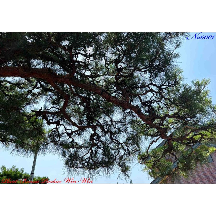 植木 美景美観 赤松(赤マツ)の大樹 No1 : PLANT・BONSAI・Produce・WIN