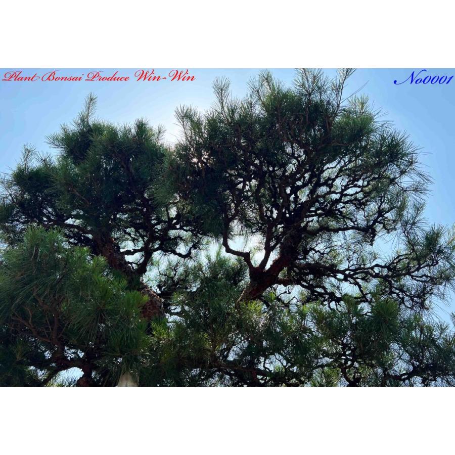 植木 美景美観 赤松(赤マツ)の大樹 No1 : PLANT・BONSAI・Produce・WIN