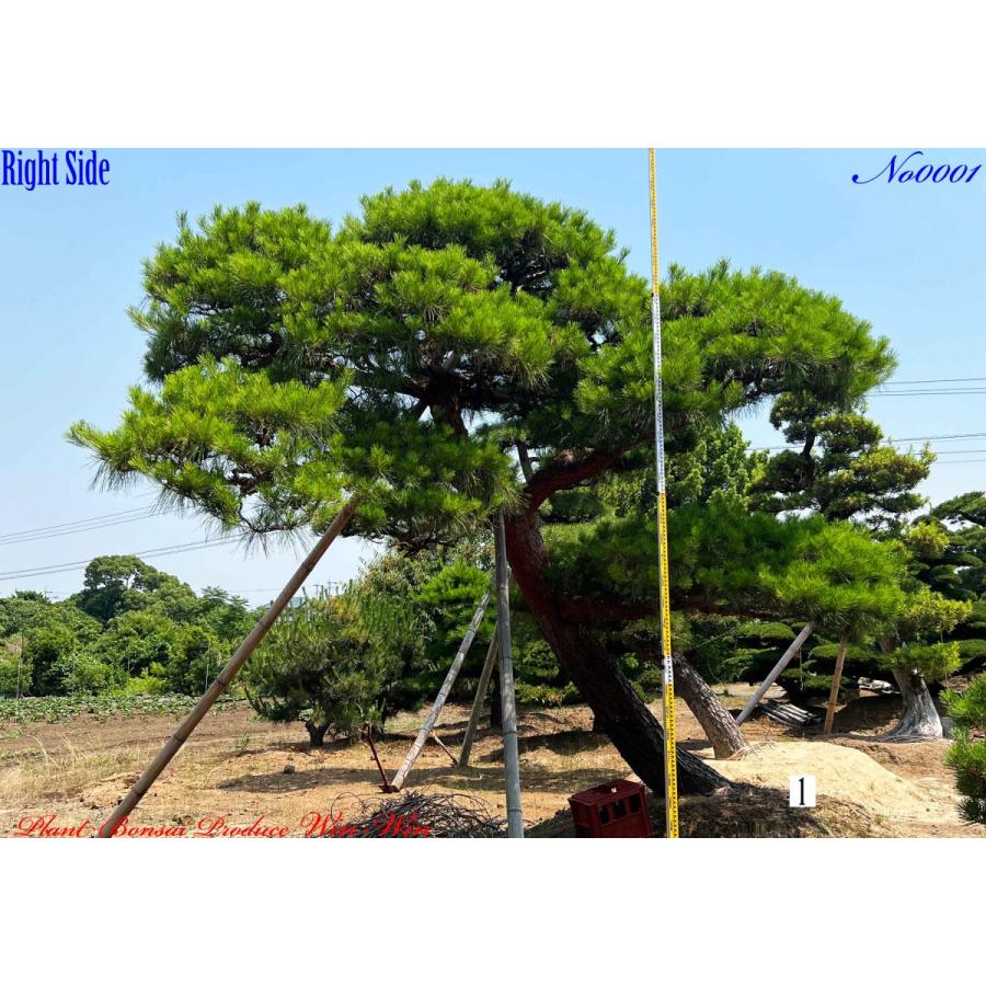 植木 美景美観 赤松(赤マツ)の大樹 No1 : PLANT・BONSAI・Produce・WIN
