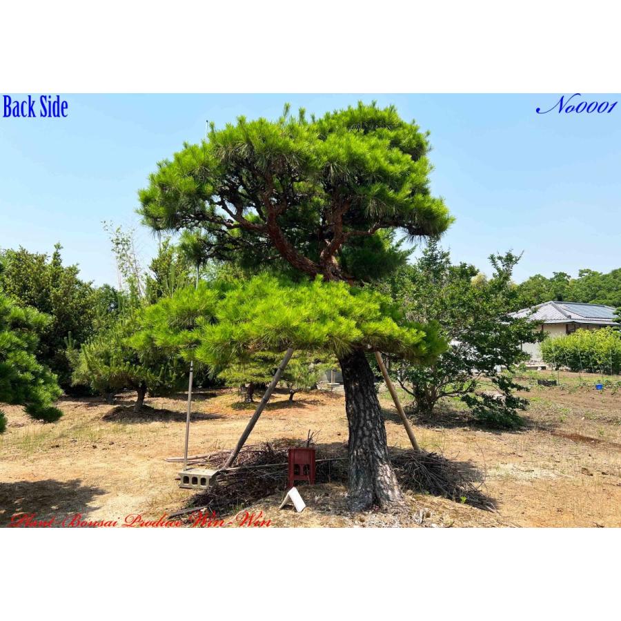 植木 美景美観 赤松(赤マツ)の大樹 No1 : PLANT・BONSAI・Produce・WIN