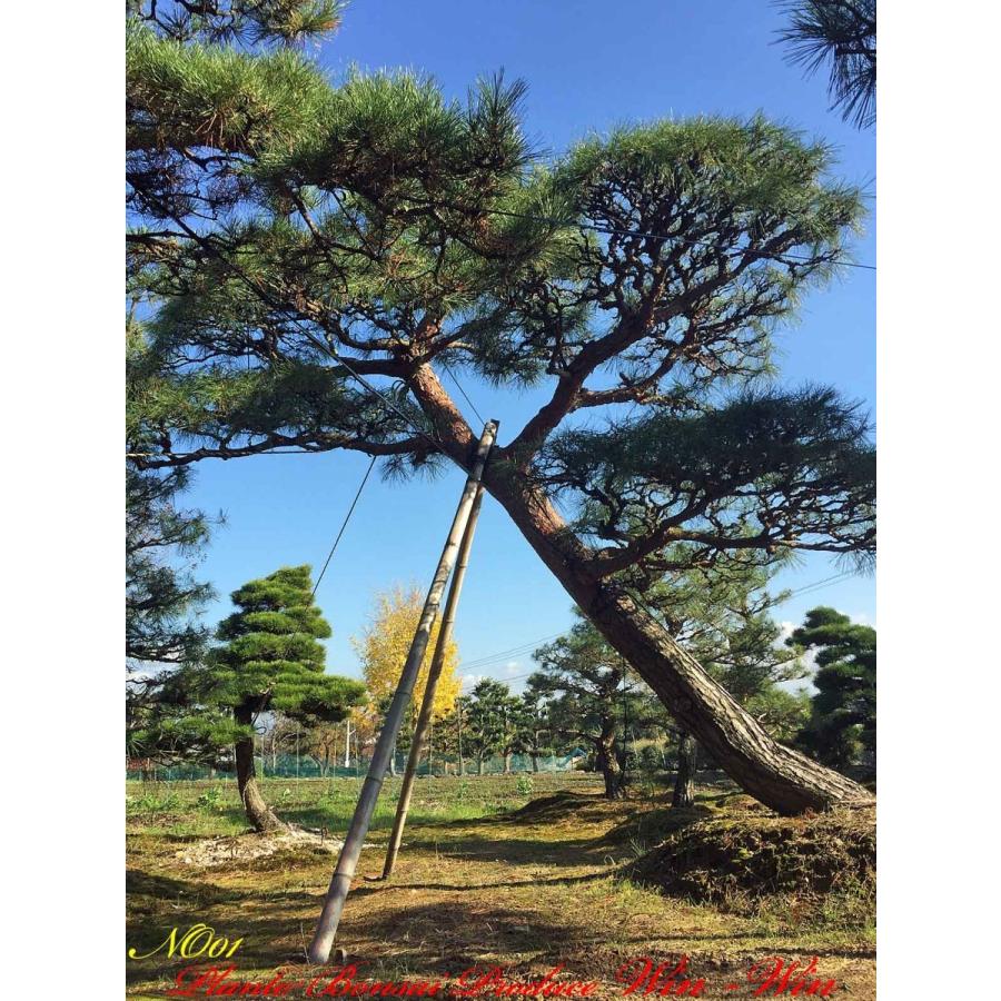 植木 美景美観 赤松(赤マツ)の大樹 No1 : PLANT・BONSAI・Produce・WIN