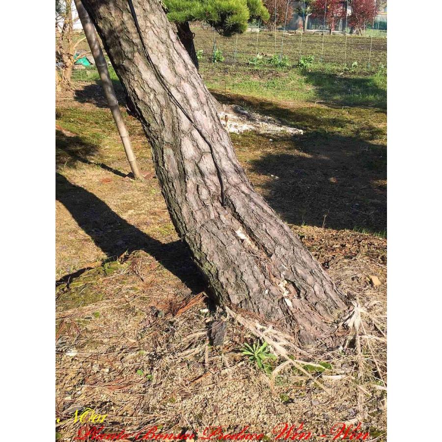 植木 美景美観 赤松(赤マツ)の大樹 No1 : PLANT・BONSAI・Produce・WIN
