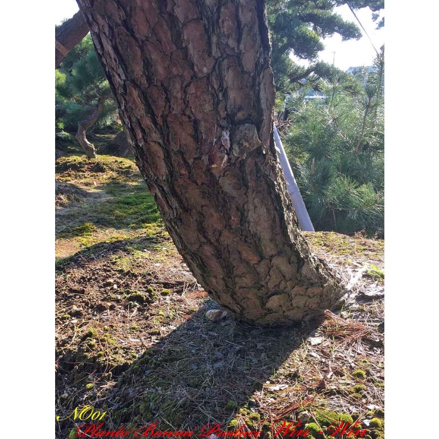 植木 美景美観 赤松(赤マツ)の大樹 No1 : PLANT・BONSAI・Produce・WIN