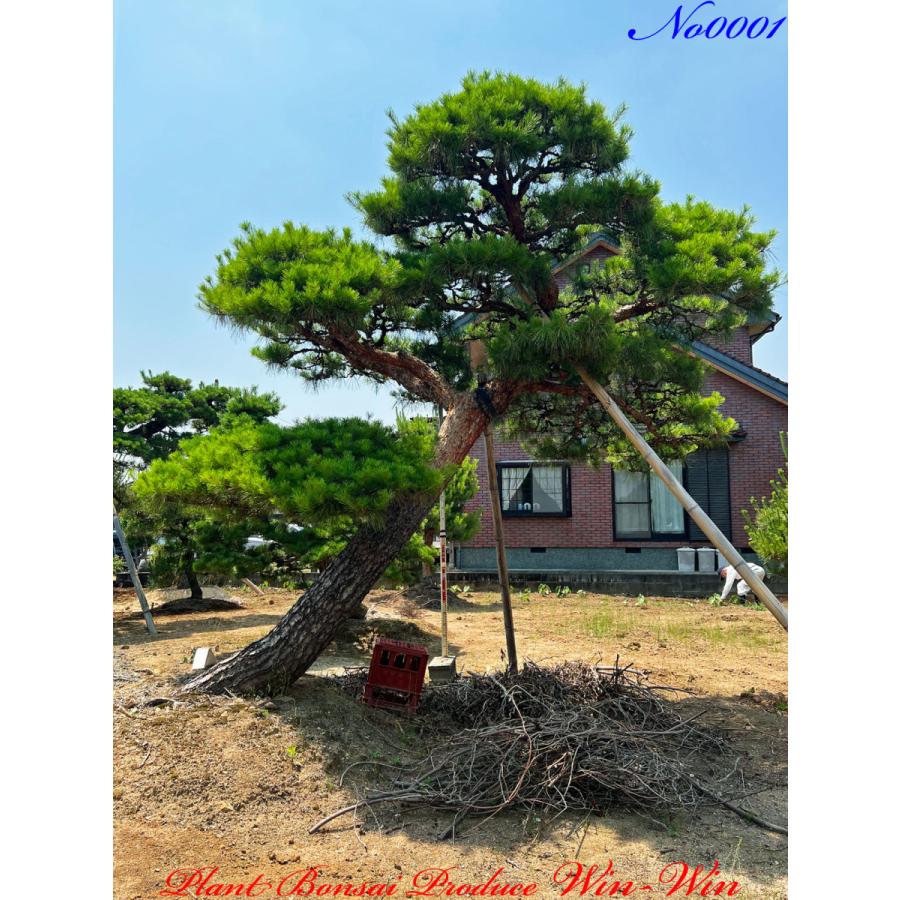 植木 美景美観 赤松(赤マツ)の大樹 No1 : PLANT・BONSAI・Produce・WIN
