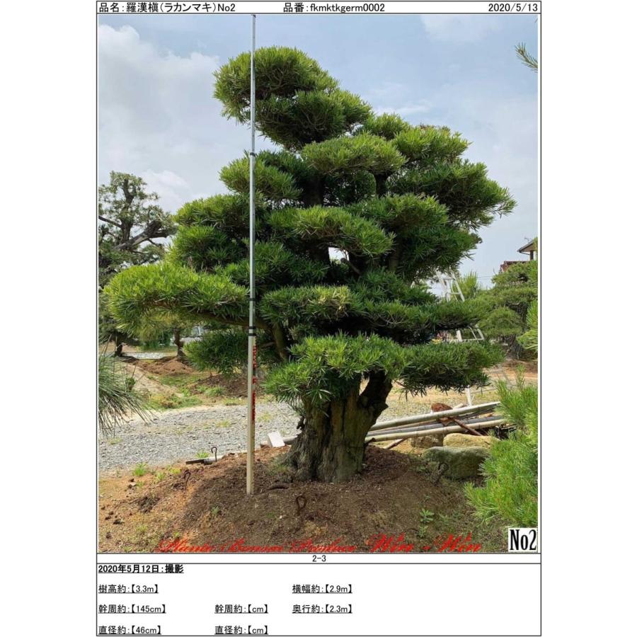 植木 羅漢槇(ラカンマキ)No2 : PLANT・BONSAI・Produce・WIN-WIN