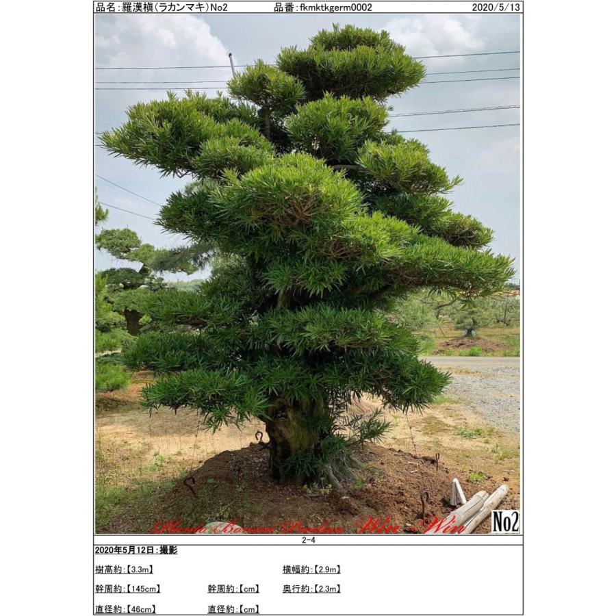 植木 羅漢槇(ラカンマキ)No2 : PLANT・BONSAI・Produce・WIN-WIN