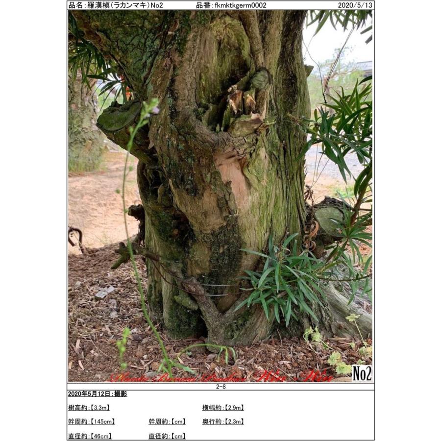 植木 羅漢槇(ラカンマキ)No2 : PLANT・BONSAI・Produce・WIN-WIN