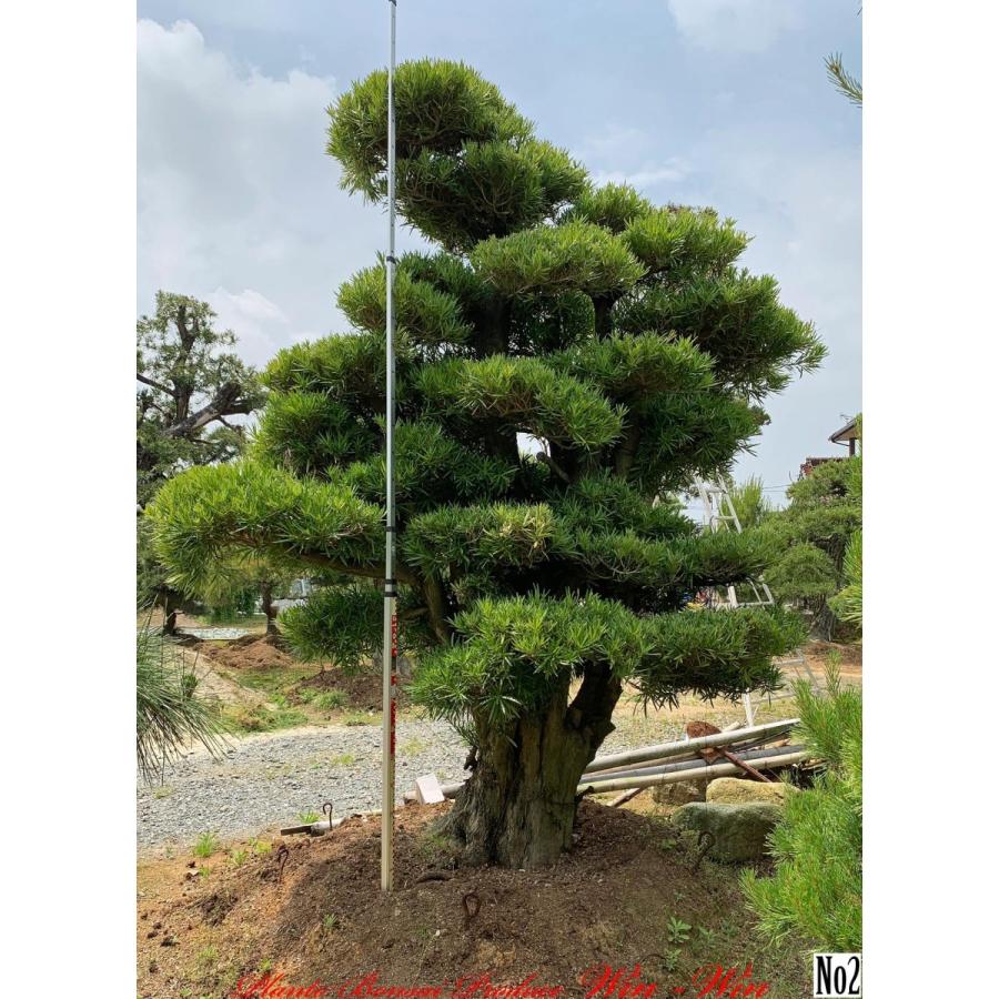 植木 羅漢槇(ラカンマキ)No2 : PLANT・BONSAI・Produce・WIN-WIN