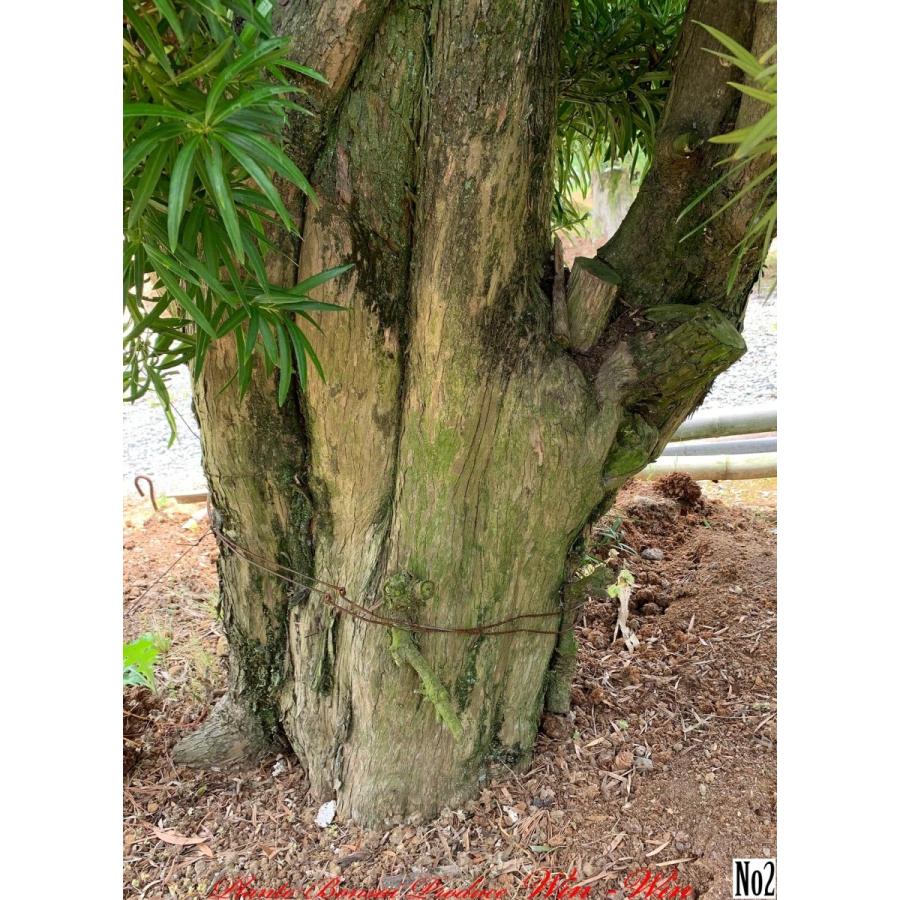 植木 羅漢槇(ラカンマキ)No2 : PLANT・BONSAI・Produce・WIN-WIN