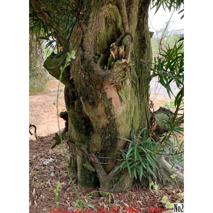 植木 羅漢槇(ラカンマキ)No2 : PLANT・BONSAI・Produce・WIN-WIN