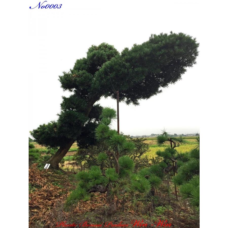 植木 花 ガーデニング 羅漢槇門下ぶり ラカンマキモンカブリ No3 商談中 羅漢槇門下ぶり ラカンマキモンカブリ No3 Plant Bonsai Produce Win Winでは多種に渡り植木 盆栽を取り扱っています 輸送 検疫 通関手続き等の諸費用は 植木の価格とは別になります