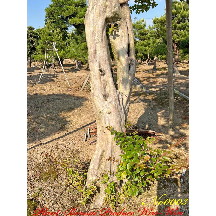 2021年 美景美観 特選 百日紅(サルスベリ)の大樹 No3 (PALE PINK