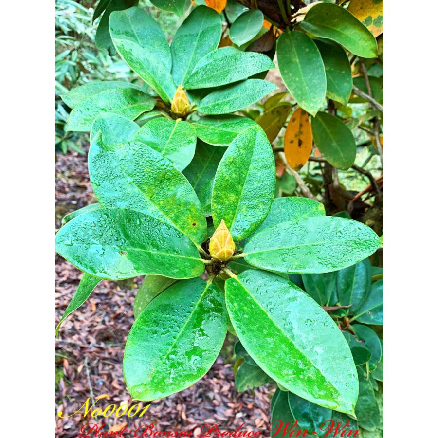 公式 グッズ New Release 西洋石楠花（アンナローズ・ホイットニー）の大樹 No1 (ROSE RED) 【QGW2556622540】(91960円)