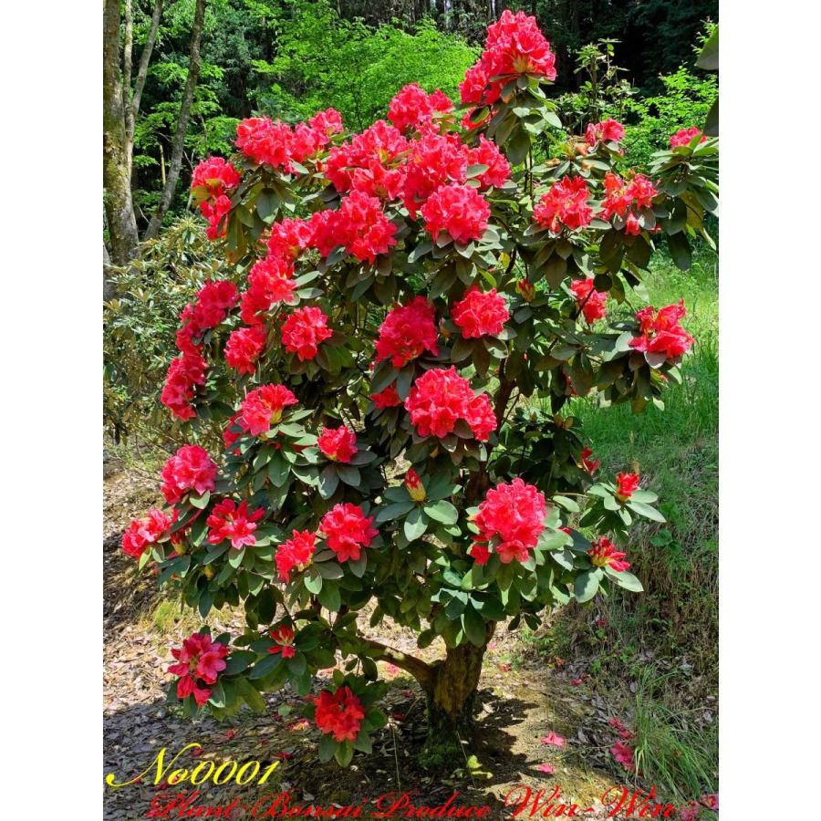 公式 グッズ New Release 西洋石楠花（アンナローズ・ホイットニー）の大樹 No1 (ROSE RED) 【QGW2556622540】(91960円)