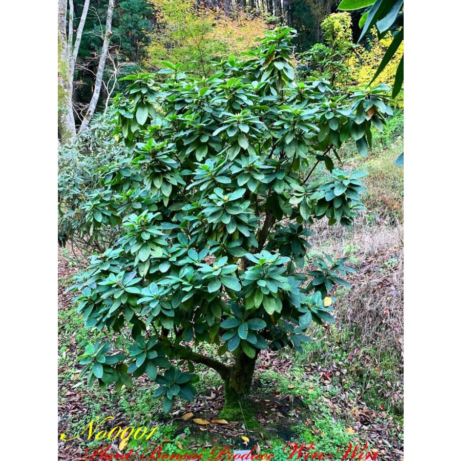 公式 グッズ New Release 西洋石楠花（アンナローズ・ホイットニー）の大樹 No1 (ROSE RED) 【QGW2556622540】(91960円)