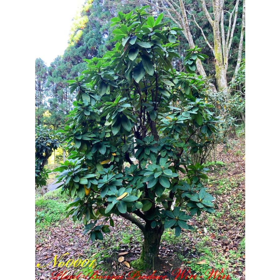 公式 グッズ New Release 西洋石楠花（アンナローズ・ホイットニー）の大樹 No1 (ROSE RED) 【QGW2556622540】(91960円)