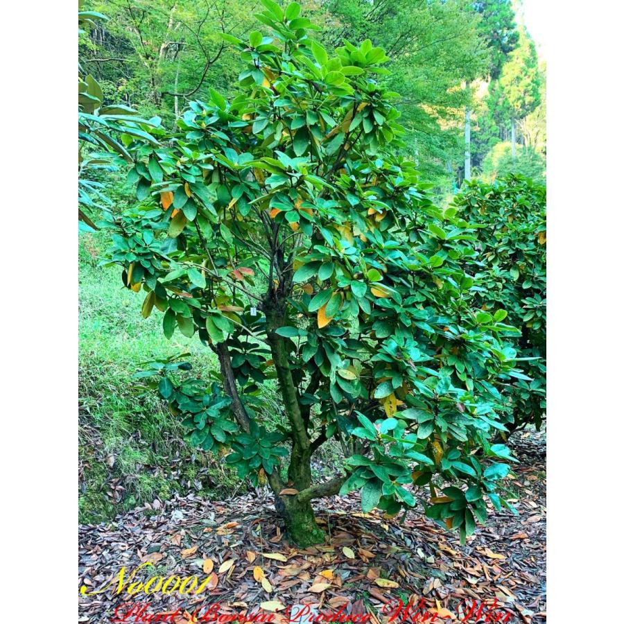 公式 グッズ New Release 西洋石楠花（アンナローズ・ホイットニー）の大樹 No1 (ROSE RED) 【QGW2556622540】(91960円)