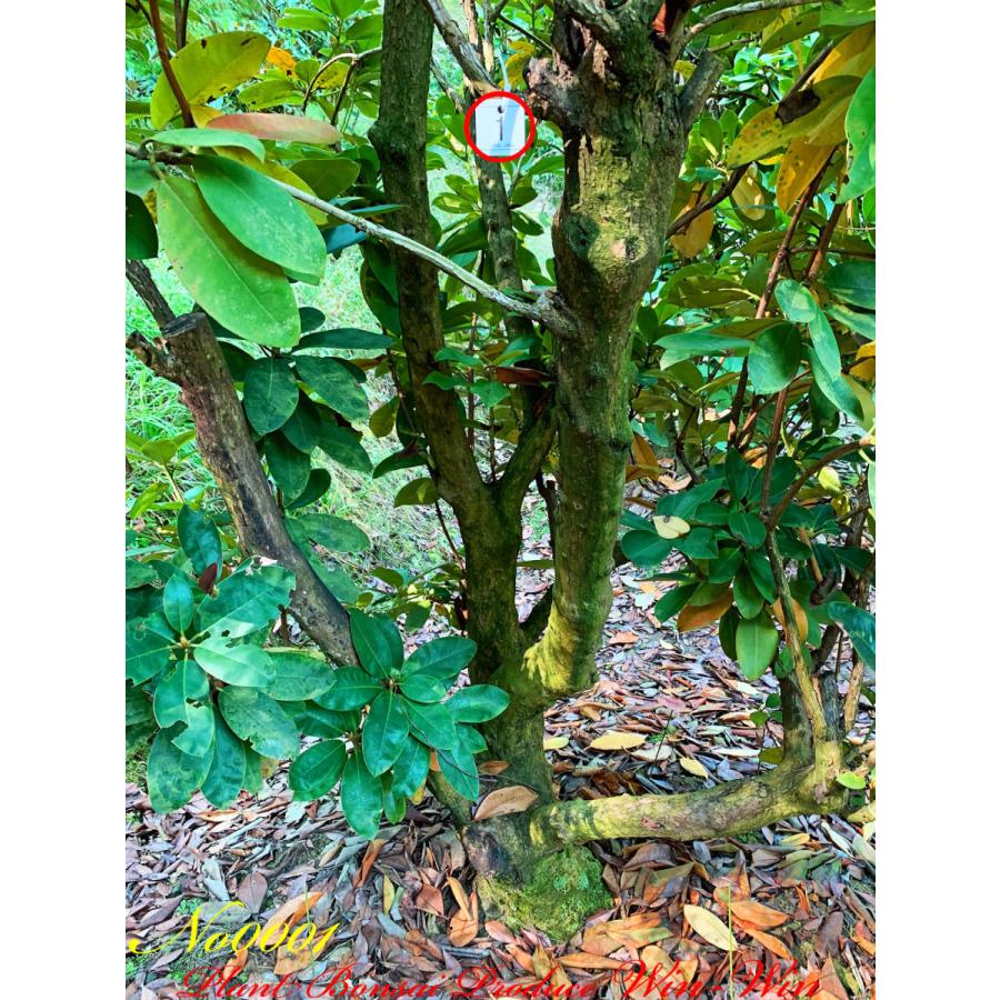 公式 グッズ New Release 西洋石楠花（アンナローズ・ホイットニー）の大樹 No1 (ROSE RED) 【QGW2556622540】(91960円)