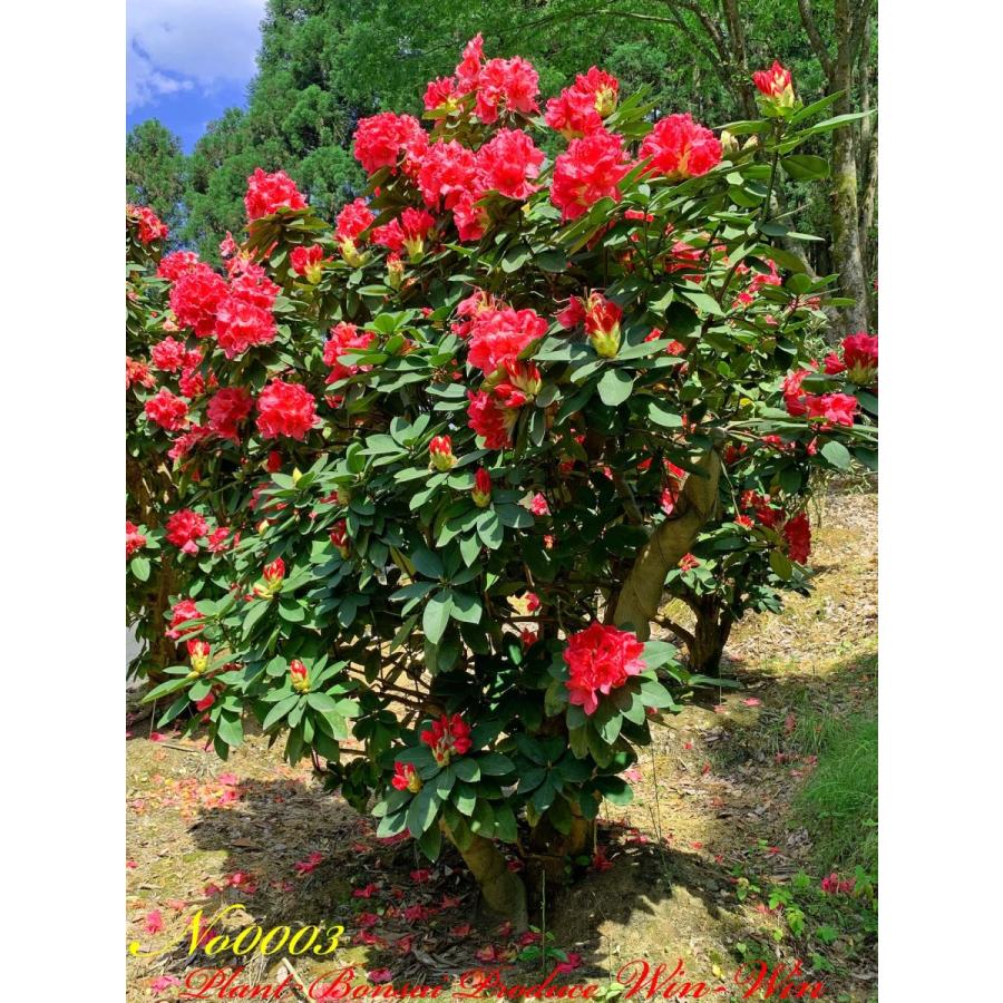 大輪石楠花 2020年 西洋石楠花(アンナローズ・ホイットニー)の大樹 No3 (ROSE RED