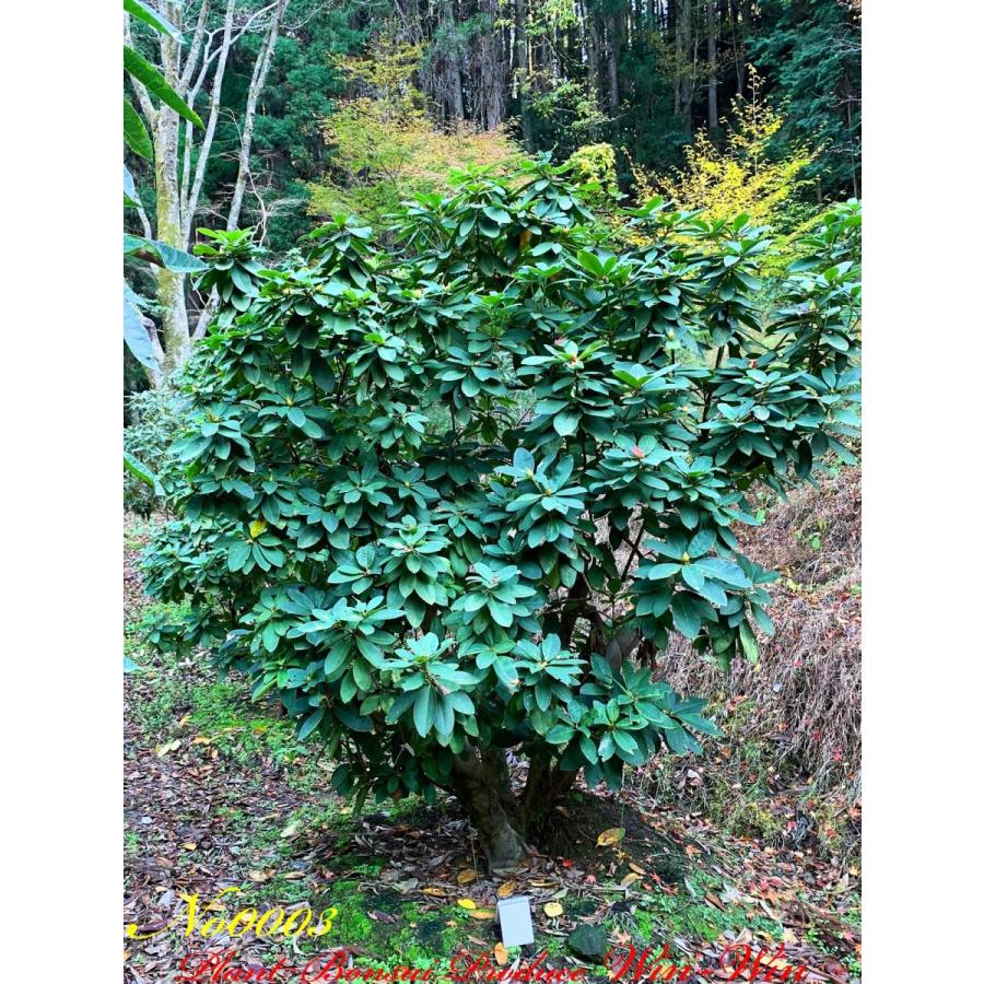 2020年 西洋石楠花(アンナローズ・ホイットニー)の大樹 No3 (ROSE RED