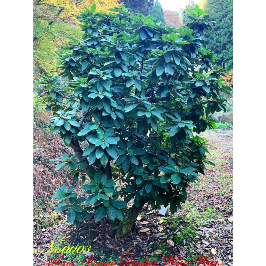 2020年 西洋石楠花(アンナローズ・ホイットニー)の大樹 No3 (ROSE RED