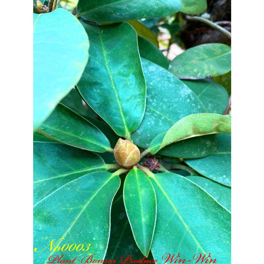 2020年 西洋石楠花(アンナローズ・ホイットニー)の大樹 No3 (ROSE RED