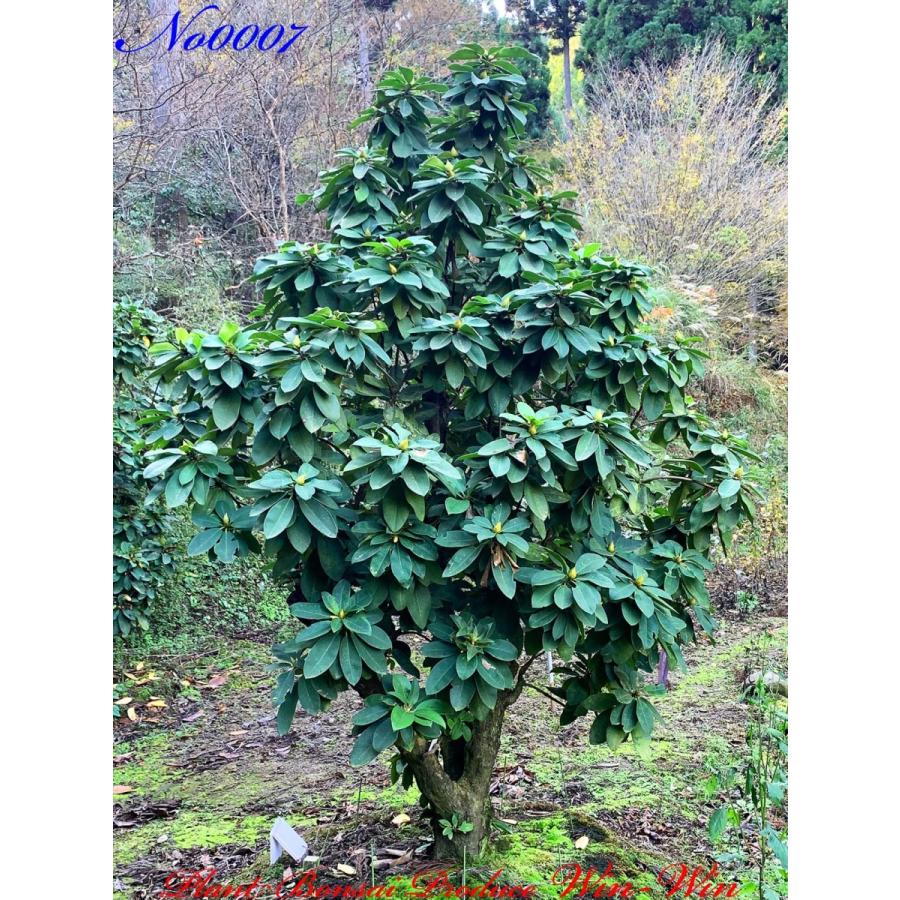 2020年 西洋石楠花(アンナローズ・ホイットニー)の中樹 No7