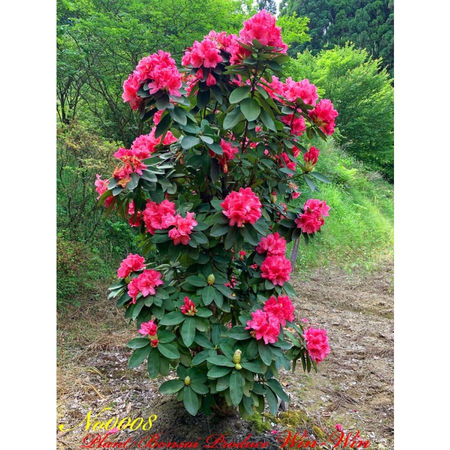 大輪石楠花 2020年 西洋石楠花(アンナローズ・ホイットニー)の中樹 No8 (ROSE RED