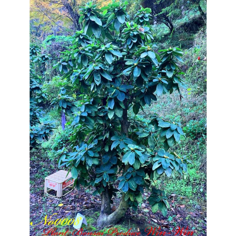 2020年 西洋石楠花(アンナローズ・ホイットニー)の中樹 No8 (ROSE RED