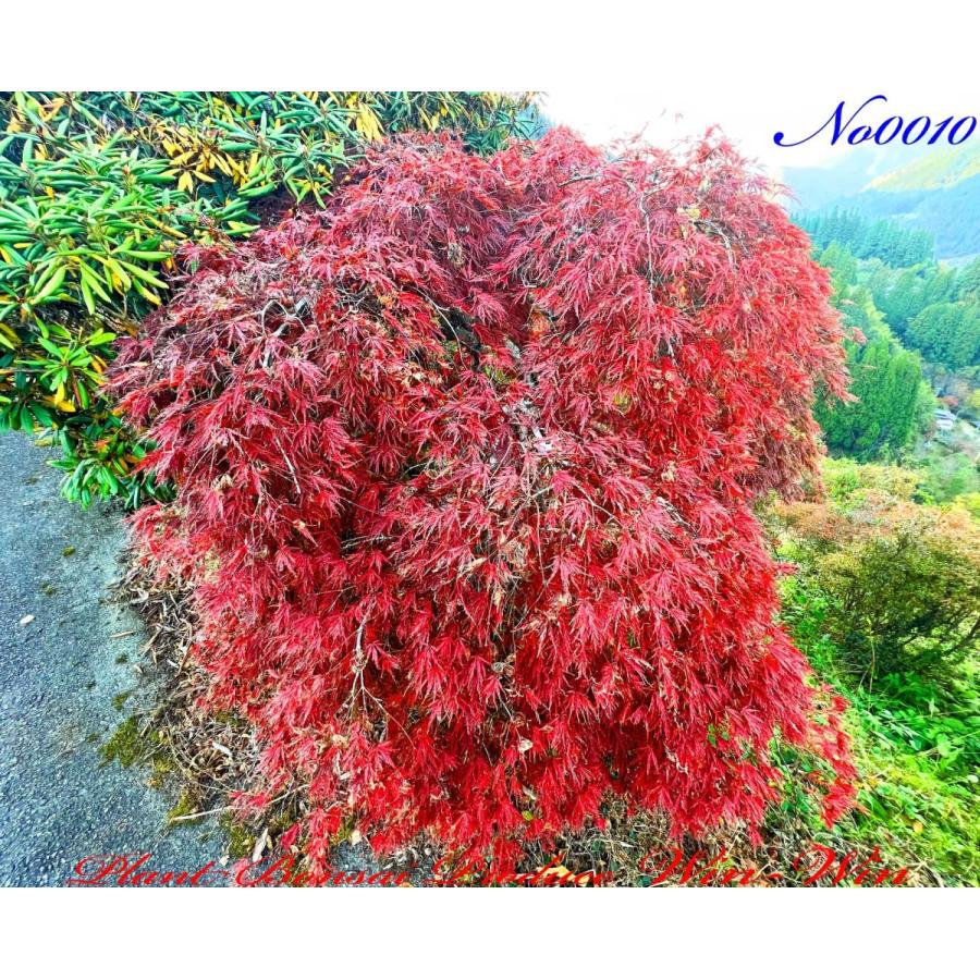 2020年 美景美観 紅枝垂れ紅葉(ベニシダレモミジ)の中樹 No10 2020年 美景美観 紅枝垂れ紅葉(ベニシダレモミジ)の中樹 No10