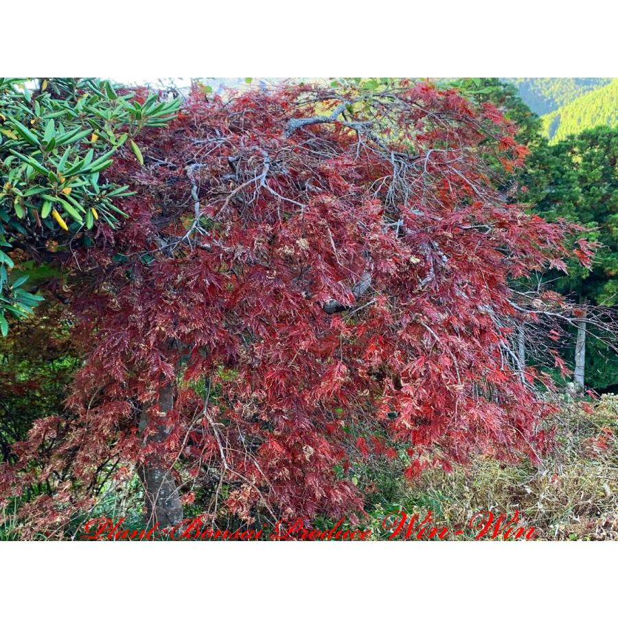 曲折紅枝垂（ベニシダレ）紅葉 現品発送 ベニシダレモミジ (紅枝垂れ紅葉) 樹高1.6-1.8m(鉢底