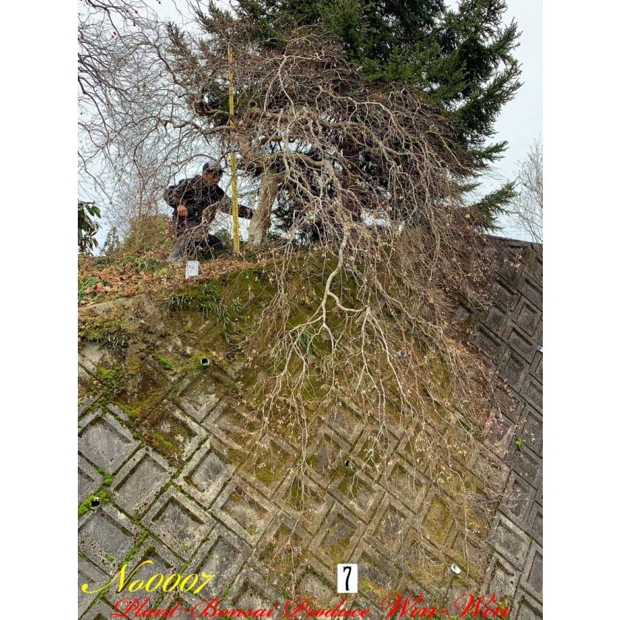 2020年 美景美観 紅枝垂れ紅葉(ベニシダレモミジ)の大樹 No7 : PLANT