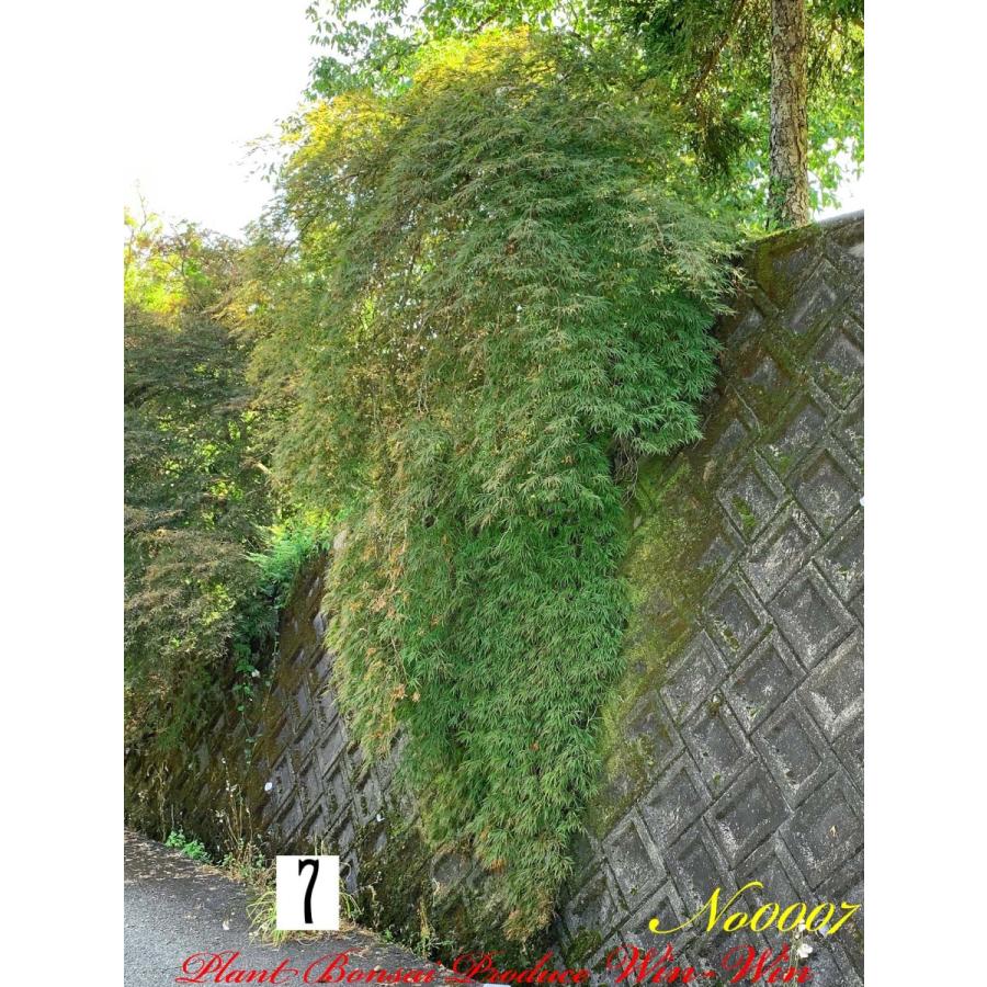 2020年 美景美観 紅枝垂れ紅葉(ベニシダレモミジ)の大樹 No7 : PLANT