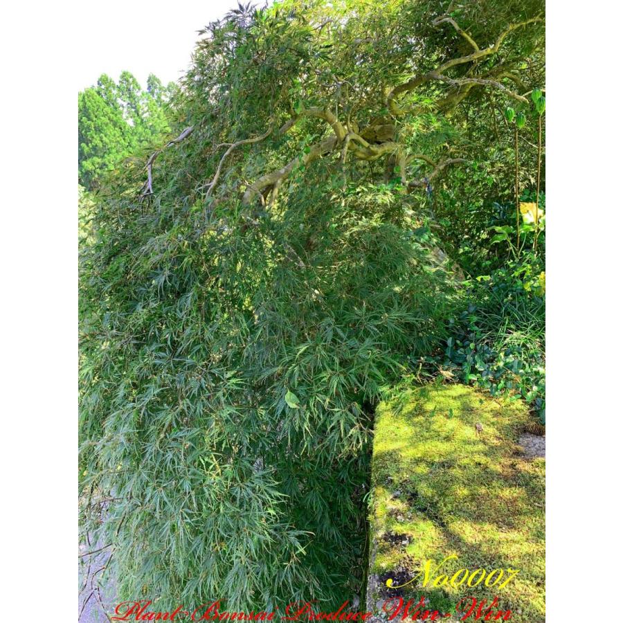 2020年 美景美観 紅枝垂れ紅葉(ベニシダレモミジ)の大樹 No7 : PLANT