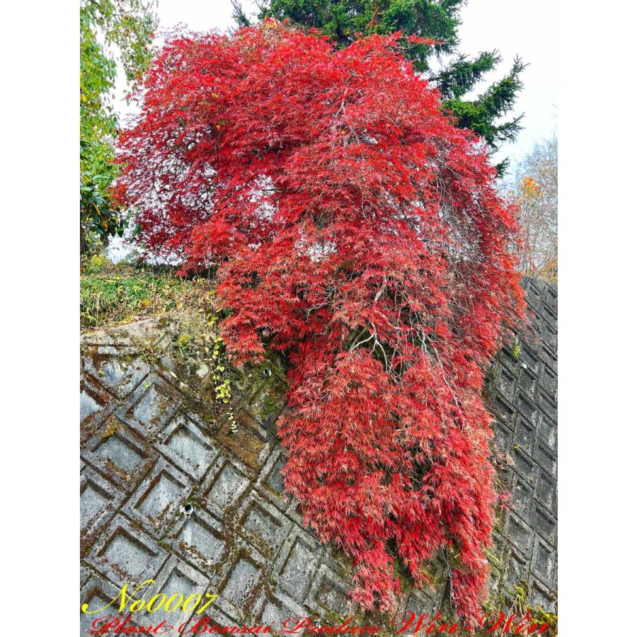 2020年 美景美観 紅枝垂れ紅葉(ベニシダレモミジ)の大樹 No7