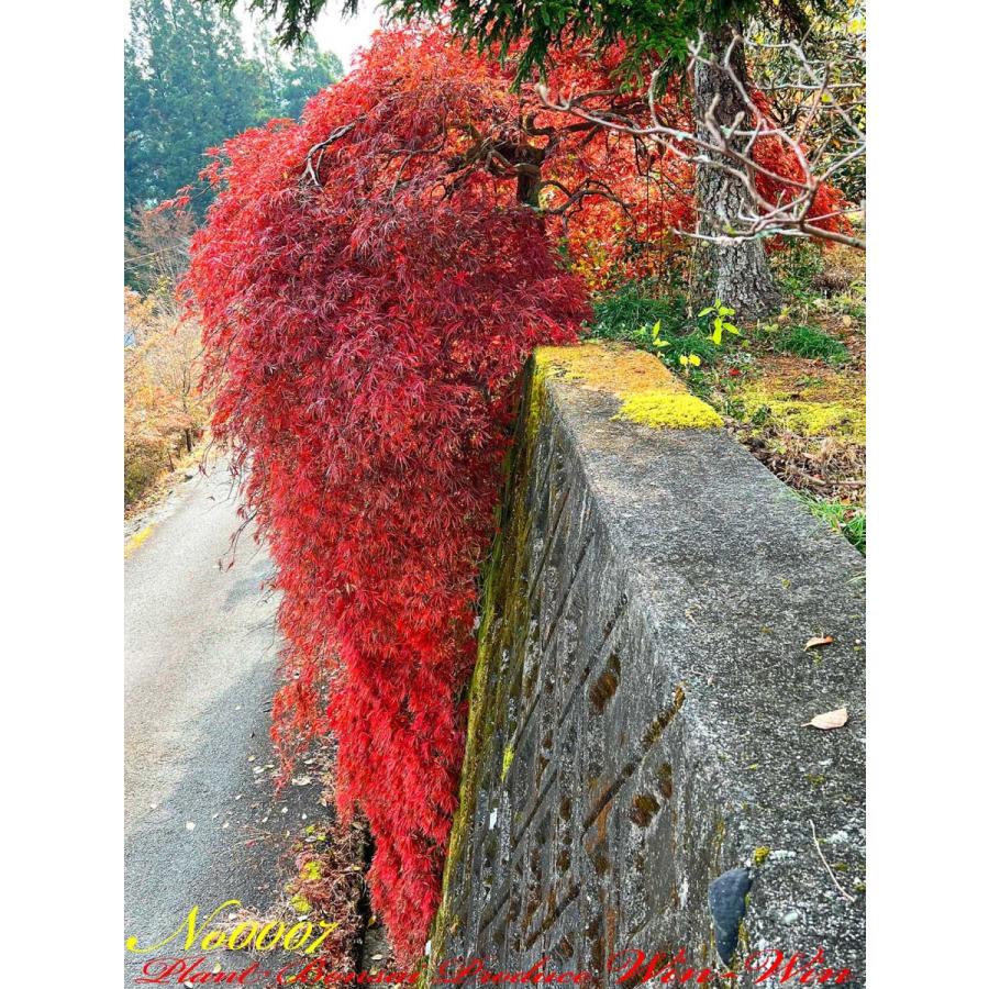 曲折紅枝垂（ベニシダレ）紅葉 現品発送 ベニシダレモミジ (紅枝垂れ紅葉) 樹高1.6-1.8m(鉢底