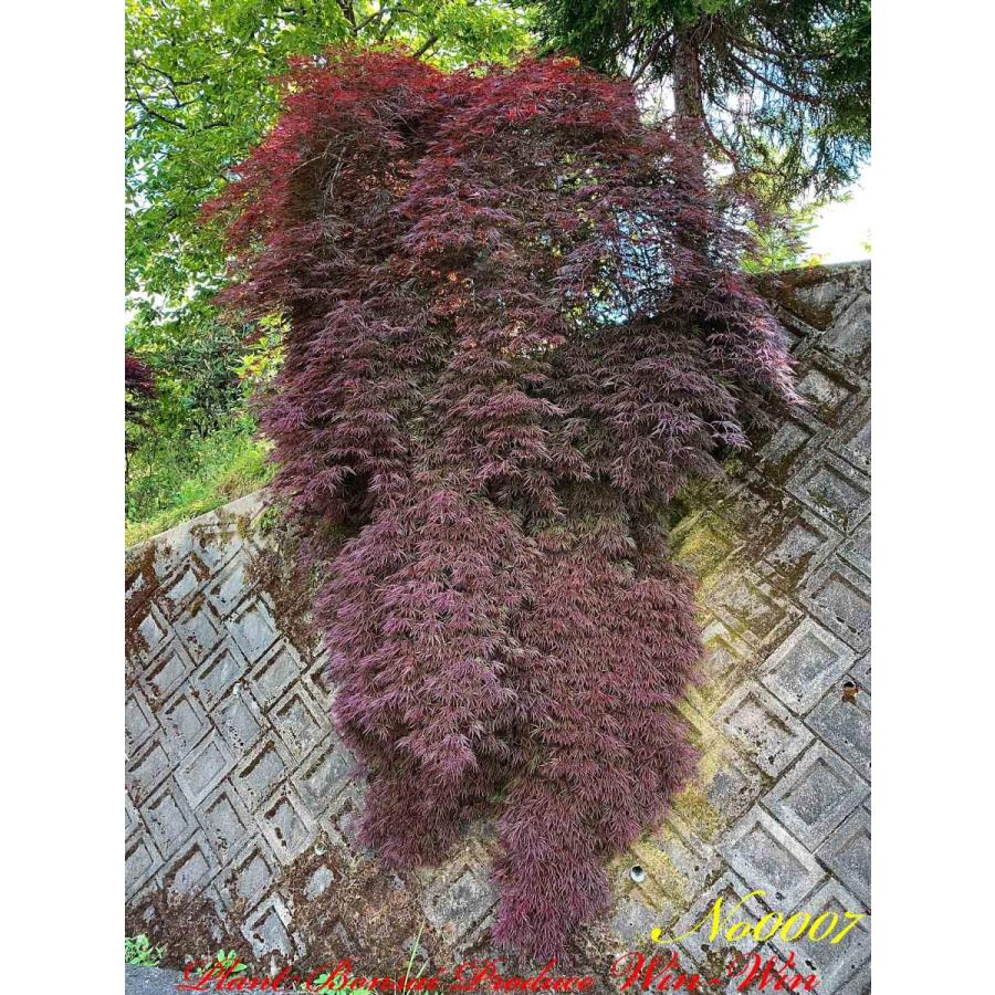 2020年 美景美観 紅枝垂れ紅葉(ベニシダレモミジ)の大樹 No7 : PLANT
