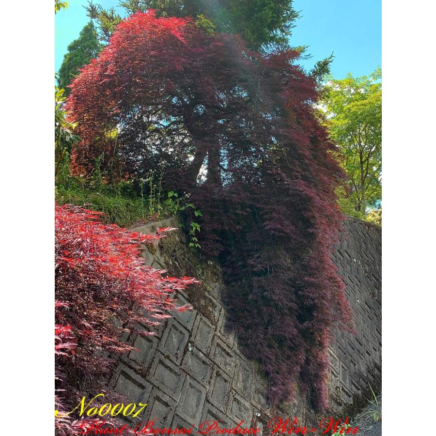 2020年 美景美観 紅枝垂れ紅葉(ベニシダレモミジ)の大樹 No7 : PLANT