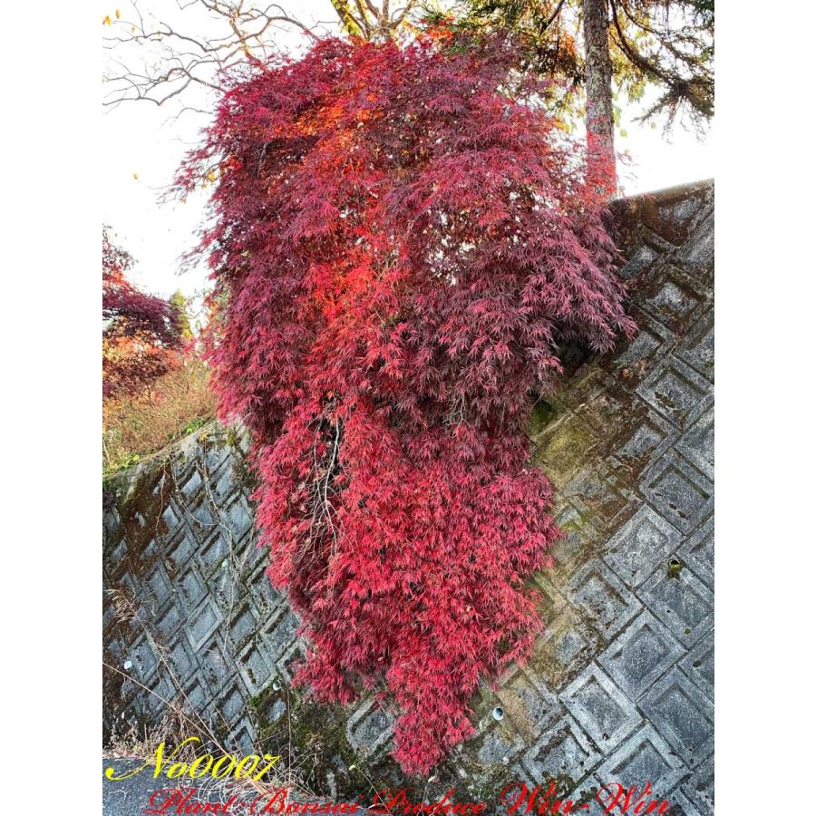 2020年 美景美観 紅枝垂れ紅葉(ベニシダレモミジ)の大樹 No7