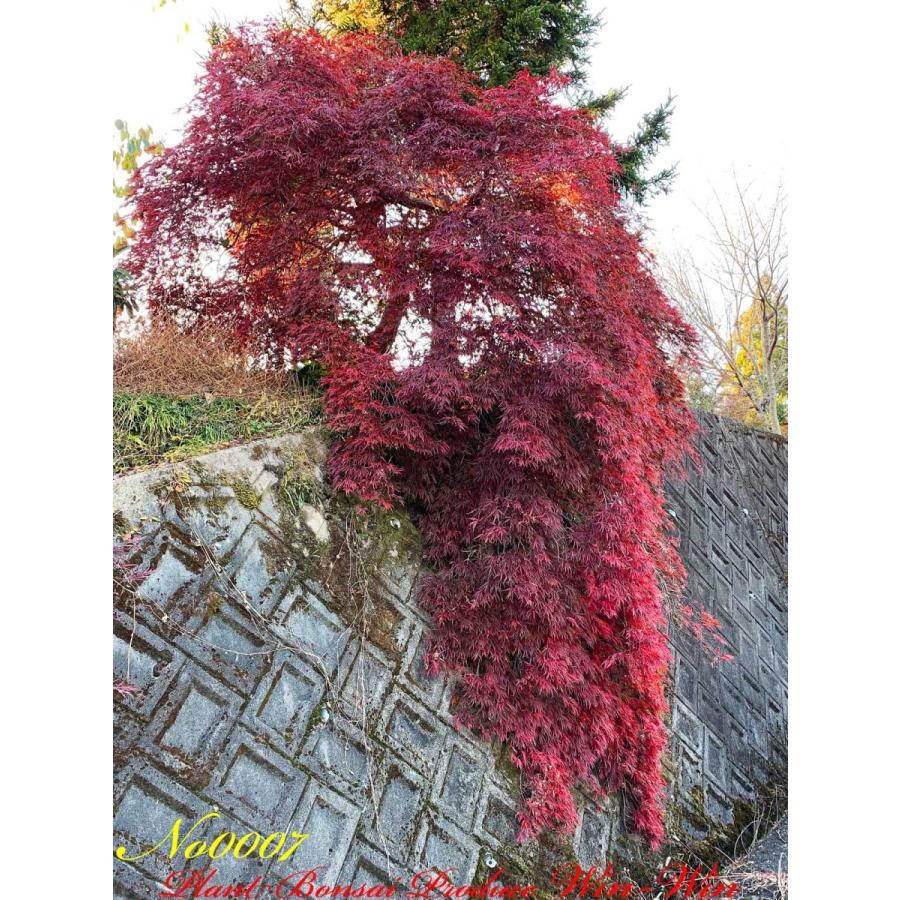 2020年 美景美観 紅枝垂れ紅葉(ベニシダレモミジ)の大樹 No7 2020年 美景美観 紅枝垂れ紅葉(ベニシダレモミジ)の大樹 No7