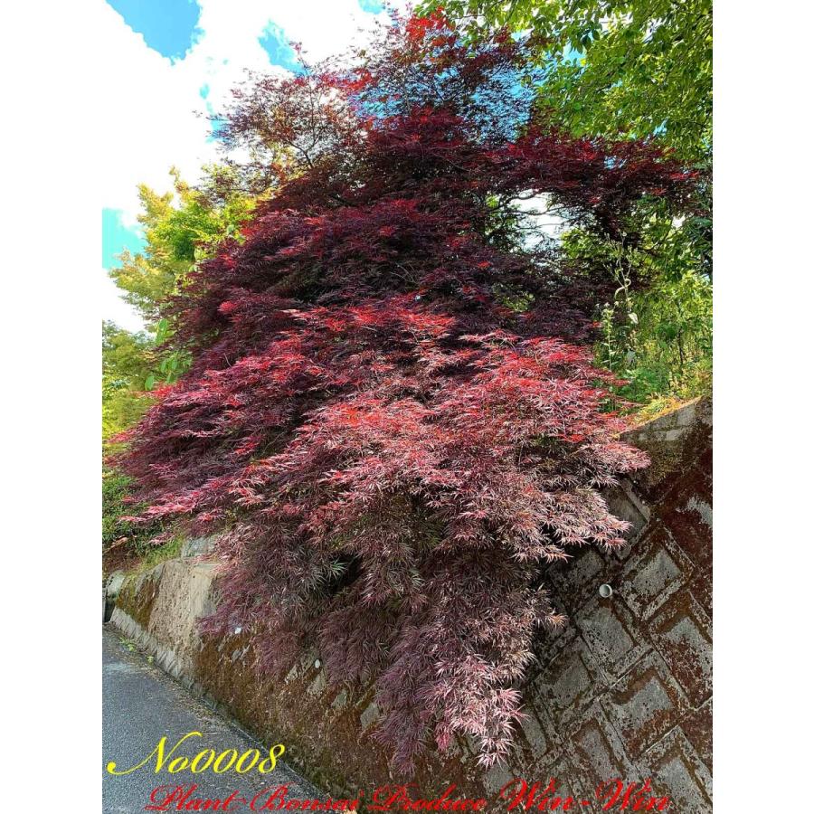 2020年 美景美観 紅枝垂れ紅葉(ベニシダレモミジ)の大樹 No8