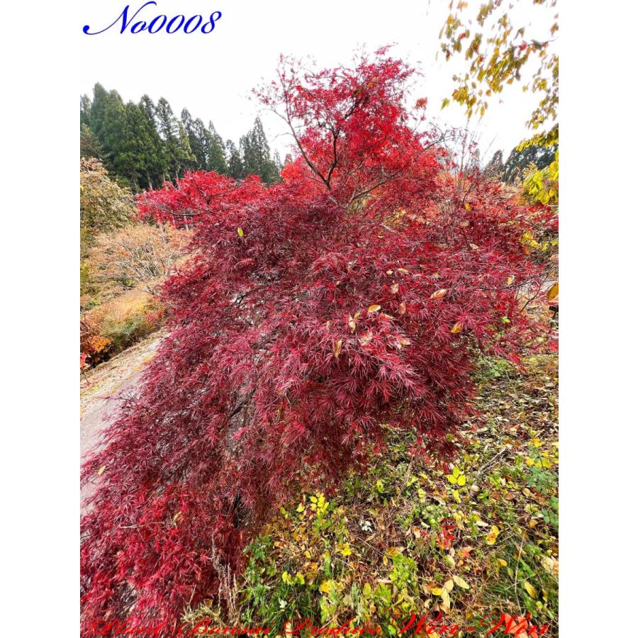 2020年 美景美観 紅枝垂れ紅葉(ベニシダレモミジ)の大樹 No8 : PLANT