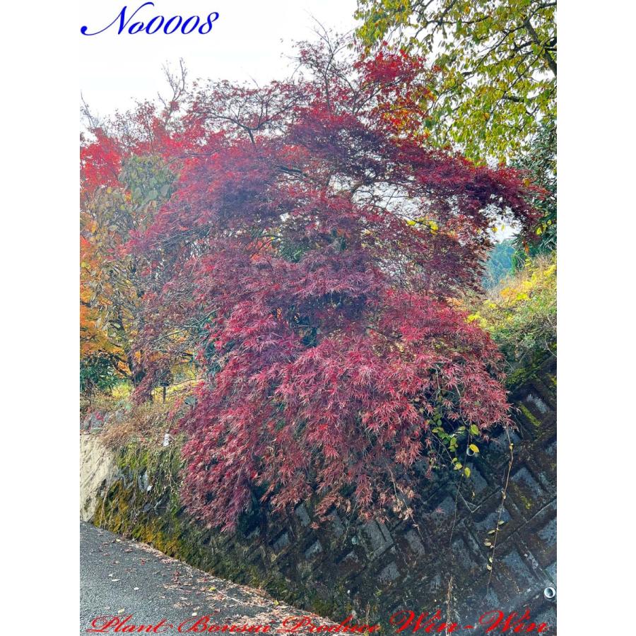 青枝垂れ紅葉 野村紅葉 2株セット 青枝垂れモミジ鉢販売 : 花重 京都 hanajyu